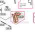 Tokyo Marui Hi-Capa 4.3 Dual Stainless parts diagram with the grip safety, part H43B-10, outlined